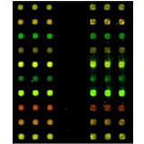 DNA Spotting Buffer and Protein Spotting Buffers - Bộ đệm DNA và protein - CapitalBio DNA