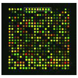 Microarray Reaction Control Kit - Bộ điều khiển phản ứng Microarray